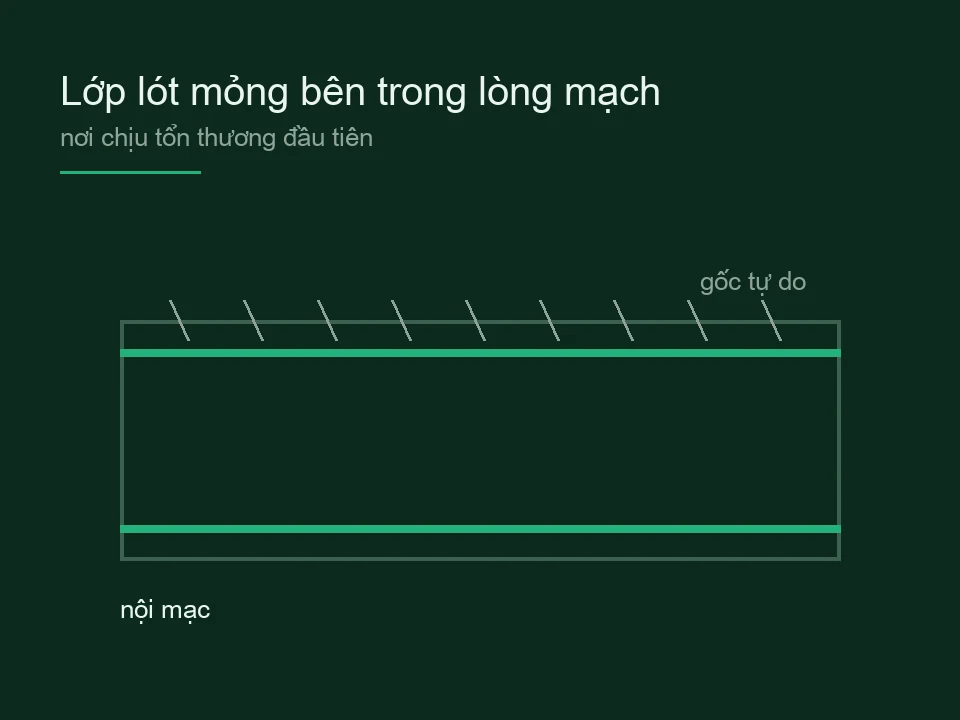 Sơ đồ lát cắt dọc lòng mạch với lớp nội mạc ở hai mặt trong